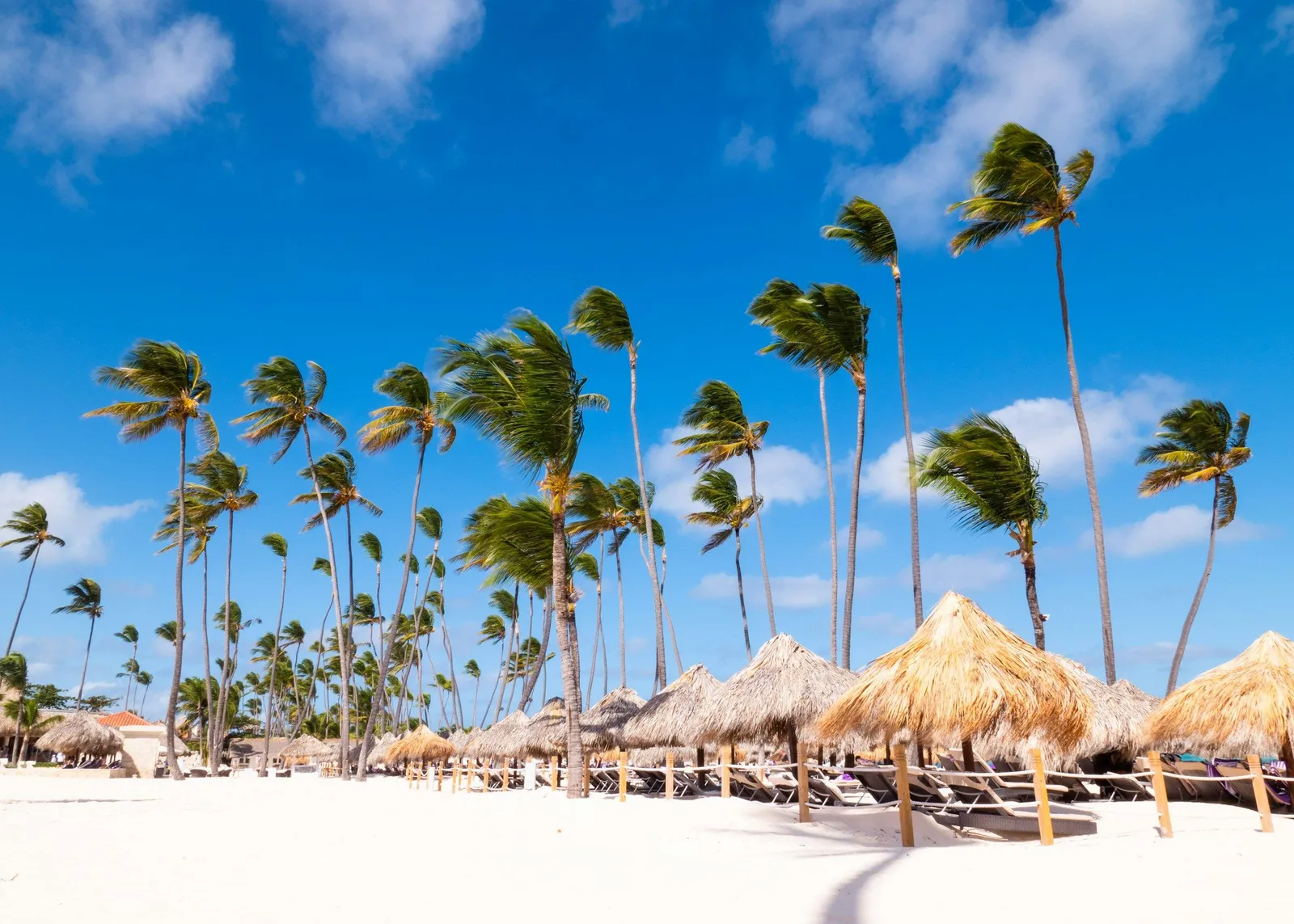 Hohe Palmen biegen sich im Wind unter einem strahlend blauen Himmel über einen weißen Sandstrand mit tropischen Sonnendächern im Vordergrund.
