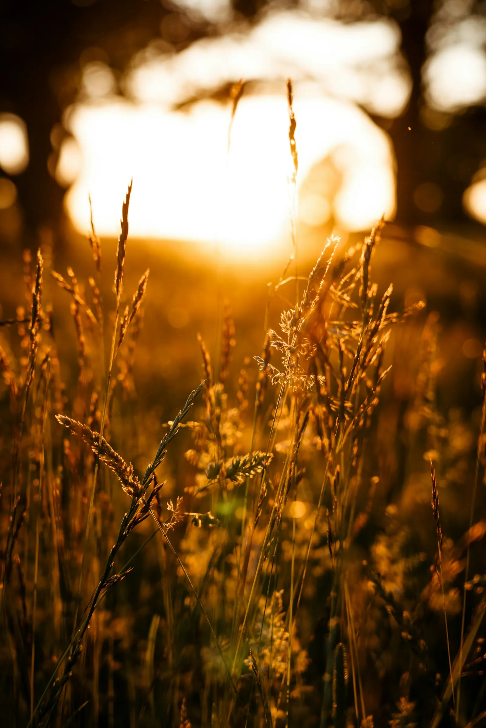 Nahaufnahme von Gras- und Wildblumen-Samenständen im Gegenlicht der goldenen Stunde, dahinter eine weich unscharfe Wiesenlandschaft und heller Himmel.