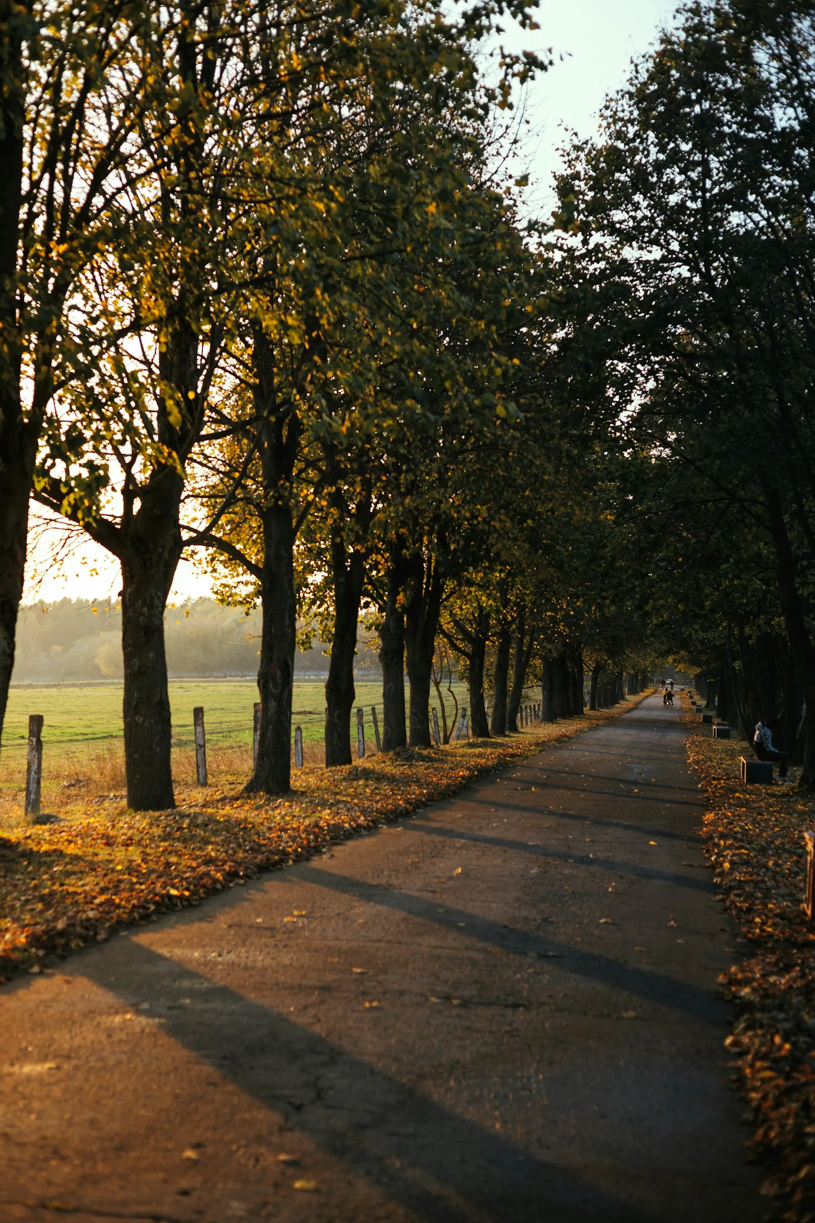 Von hohen Bäumen gesäumter Landweg im goldenen Herbstlicht, in der Ferne gehende Gestalten, die ein Gefühl friedlicher Zweisamkeit in der Natur vermitteln.