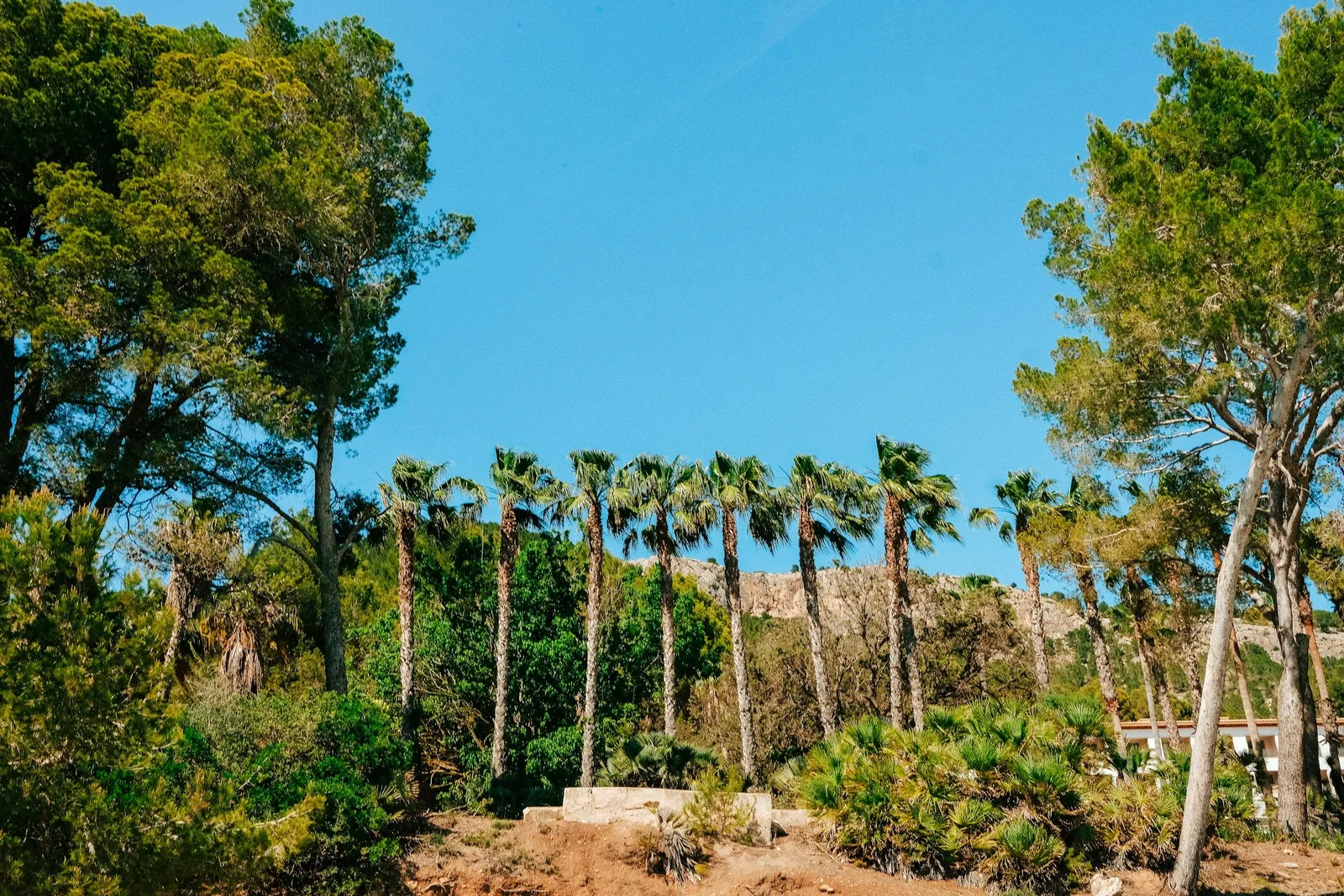 Palmenreihe und Pinien unter strahlend blauem Himmel vor einer Kalksteinklippe in mediterraner Mallorca-Landschaft.