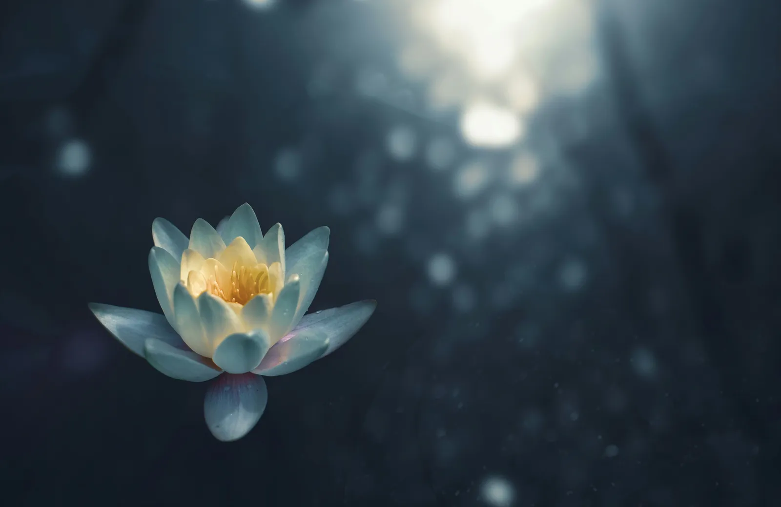 Einzelne weisse und gelbe Lotusblume treibt auf dunklem Wasser, weiches Bokeh-Licht, still und ruhig