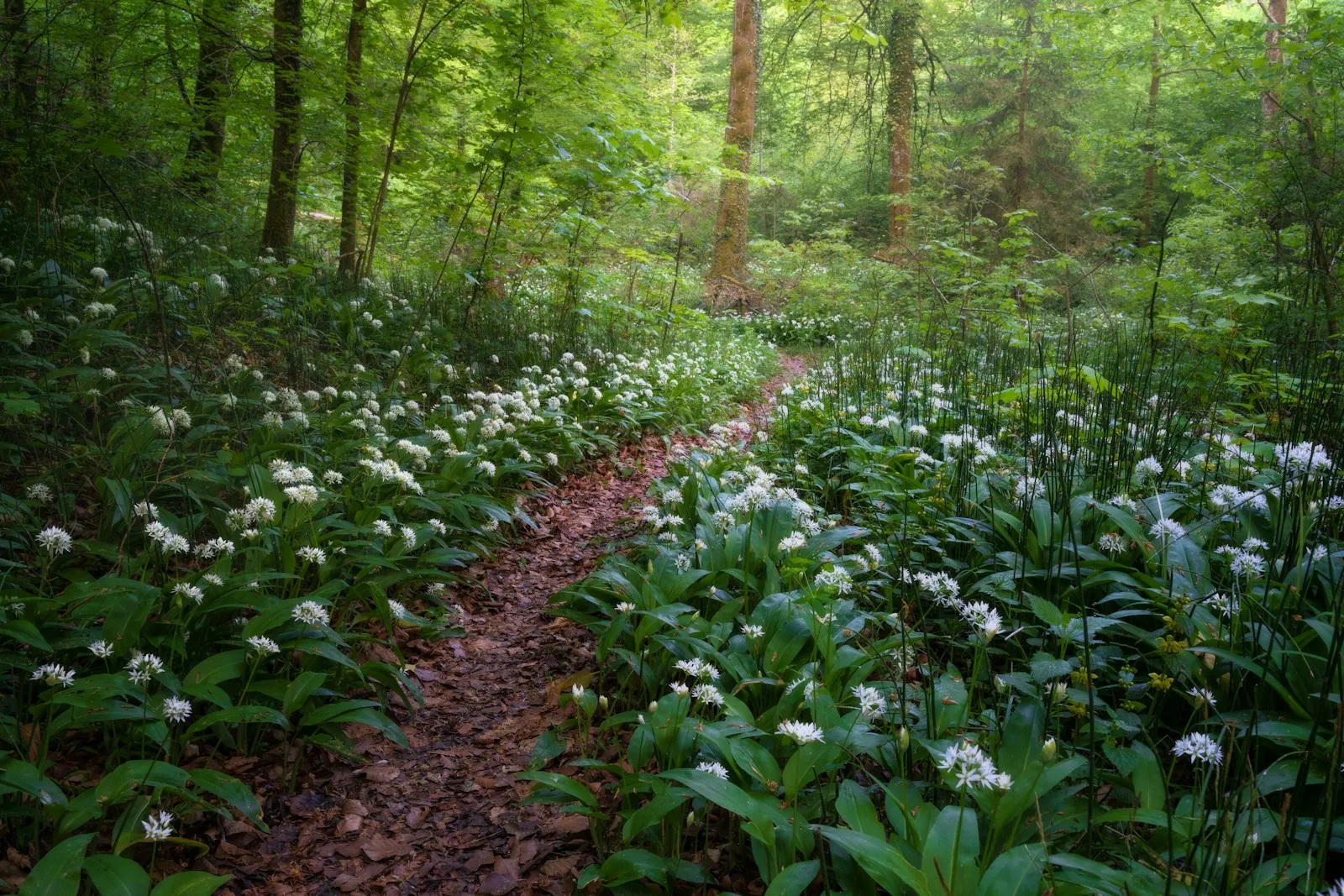 Ein schmaler, mit Laub bedeckter Pfad führt durch einen Laubwald. Links und rechts blüht dicht an dicht weißer Bärlauch, weiches Morgenlicht fällt zwischen die Stämme.