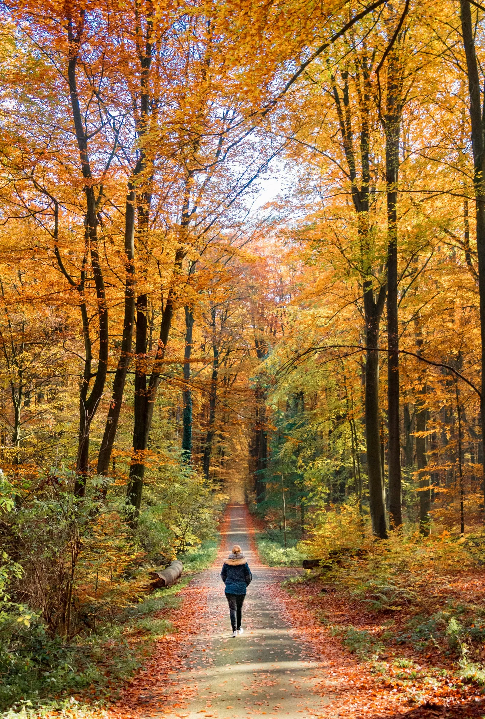 Eine Frau in dunkelblauer Jacke geht allein auf einem breiten Waldweg, von hinten gesehen. Links und rechts stehen hohe Buchen in leuchtendem Herbstlaub, der Weg ist mit orangefarbenen Blättern bedeckt.