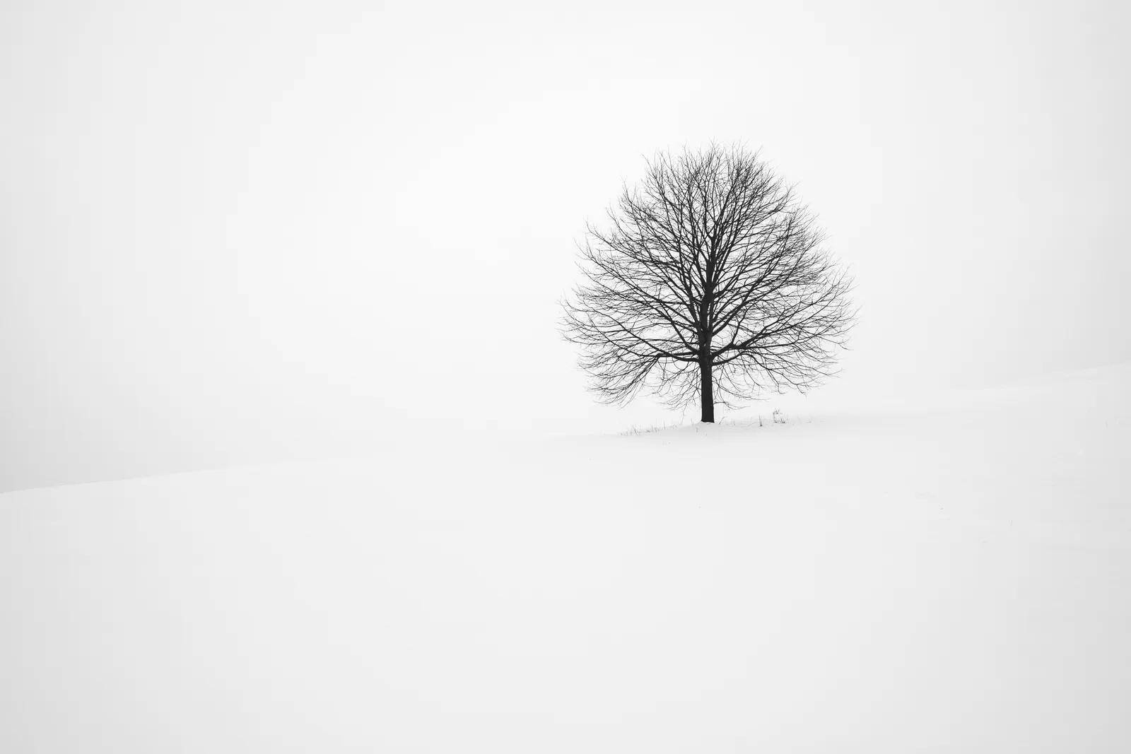 Schwarz-weißes Bild eines einzelnen kahlen Baumes in einem verschneiten Feld unter weißem Winterhimmel.